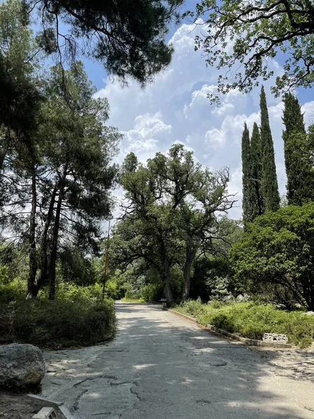 Park alanı büyük yeşil bitkiler, çalılar ve ağaçlar