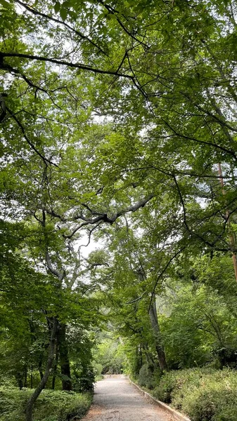 Park alanı büyük yeşil bitkiler, çalılar ve ağaçlar