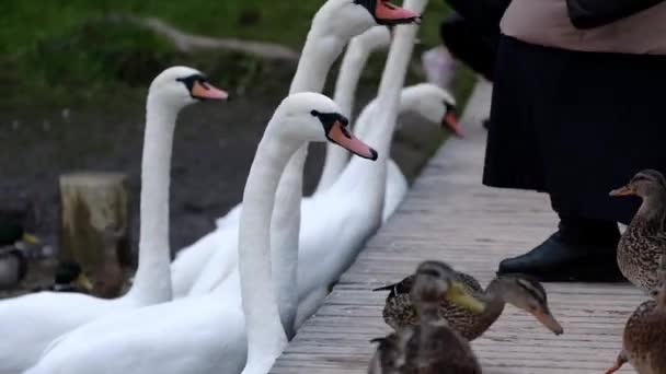 人々は プスコフ州イズボルスクのマルスカヤ渓谷のゴロディシェンスコエ湖で野生の白い渡り鳥の白鳥に餌を与えます — ストック動画