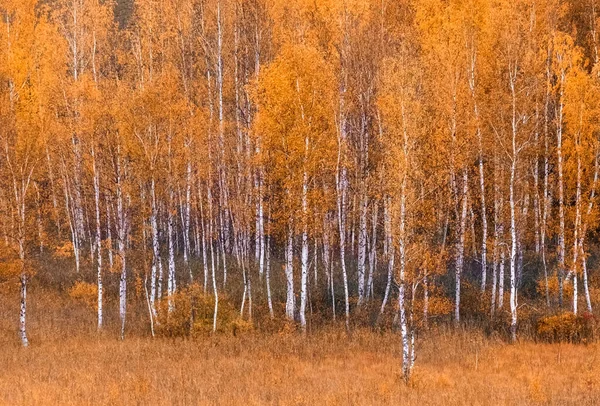 Sonbahar Ormanlarında Huş Ağaçlarında Altın Sarısı Yapraklar Güzel Doğal Arka — Stok fotoğraf