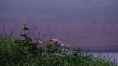 Sonbahar mor çiçekleri şafakta sarı bir ormanın arka planında sallanıyor. Malskaya Vadisi, Izborsk, Rusya 'nın Pskov bölgesi