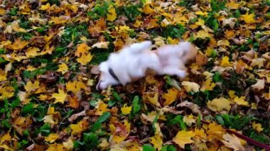 Genç köpek, Corgi Pembroke Sonbaharın ve sarı yaprakların tadını çıkarıyor. 