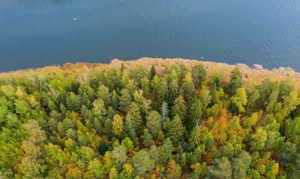 Autumn Colorful Forest Northern Europe Sea Lake View Top Drone — стокове фото