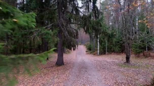 Dirt Road Autumn Forest Northern Mixed Forest — Stock Video