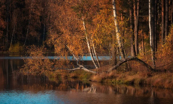 Золотые Желтые Листья Березах Отражаются Воде Лесного Озера Яркий Теплый — стоковое фото