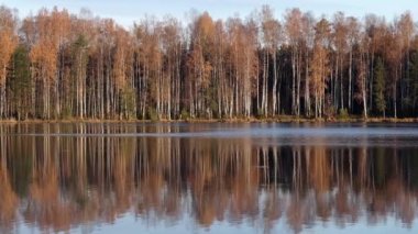Güz huş ağacı ormanının manzarası ve arka planı göl kenarında..