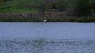Akbalıkçıl uçar ve sonra bir yaz akşamı göle iner.