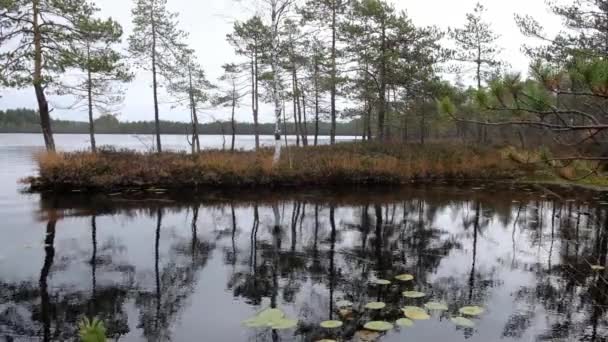 Paisaje Otoñal Pantano Del Norte Con Cielo Sombrío Reserva Natural — Vídeo de stock