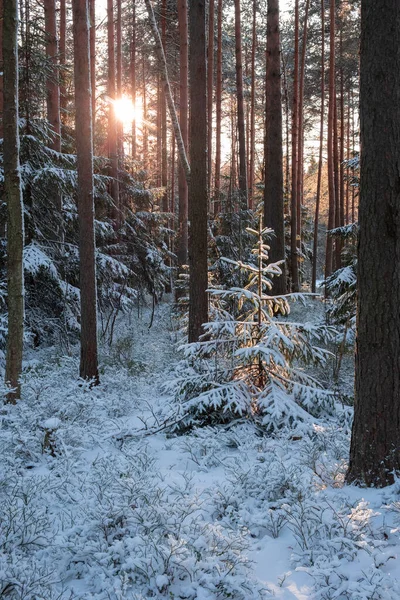 Pequena Árvore Natal Iluminada Pelo Sol Floresta Nevada Inverno — Fotografia de Stock
