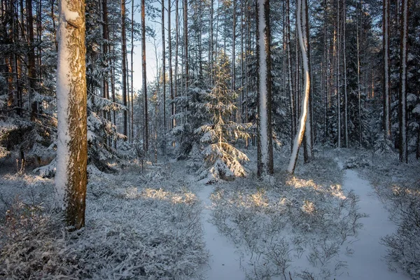 Słoneczny Śnieżny Las Zimowy Jodłami Sosnami — Zdjęcie stockowe