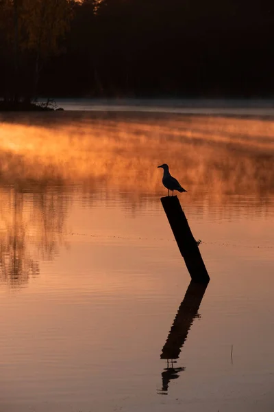 Silhouette Seagull Foggy Forest Lake Morning Sunrise Autumn — Stock Photo, Image