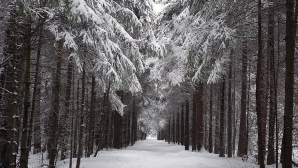 Ścieżka Śnieżnym Lesie Opadach Śniegu Koronami Kształcie Serca — Wideo stockowe