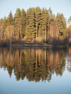 Kuzey İskandinav doğasındaki gölün yansıması. Köknar ormanı olan bir ada gölün suyuna yansıyor.. 