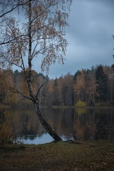 Automne Triste Pluie Dans Forêt Bord Lac Dans Soirée Arbres — Photo