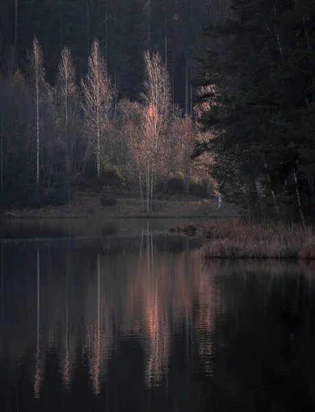 秋天的风景 金桦树的叶子映衬在森林湖水里 背景是一片漆黑的冷杉 — 图库照片