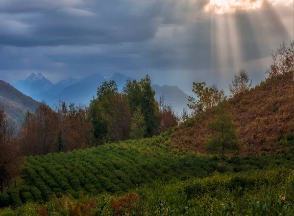 Zelená Čajová Pole Pod Slunečními Paprsky Pozadí Zasněžených Vrcholků Hor — Stock fotografie