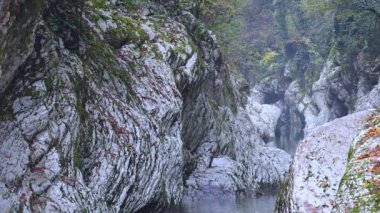 Porsuk korusu, Krasnodar bölgesindeki Sochi şehrinin şeytan kapısı geçidi. Beyaz kayalar ve sonbaharın sisli sisli nehri.