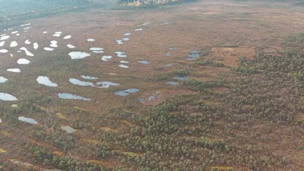 Yüzlerce Küçük Gölü Olan Güzel Bir Sonbahar Bataklığı Leningrad Bölgesinde — Stok video