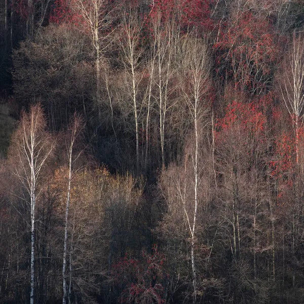 Fond Naturel Fait Arbres Forestiers Automne Coloré Dans Style Impressionnisme — Photo