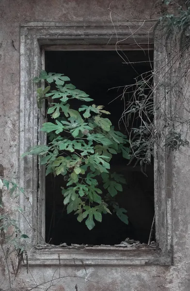Zielona Roślina Wyrasta Okna Opuszczonego Zrujnowanego Domu Koncepcja Apokalipsie — Zdjęcie stockowe