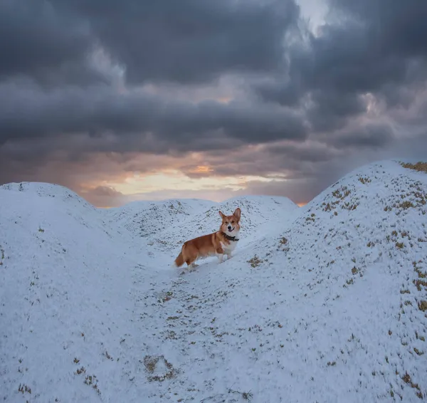 Bellissimo Cane Rosso Pembroke Welsh Corgi Razza Inverno Nella Neve — Foto Stock
