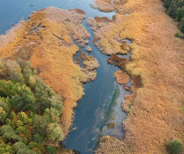 Осінній Північний Ліс Річковому Рудному Озері Каналами Болотистими Берегами Очереті — стокове фото