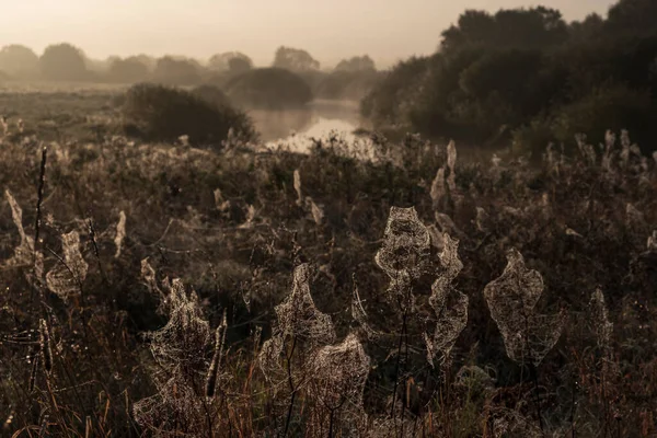 Morning Dew Web Grass Autumn Monochrome — Stock Photo, Image
