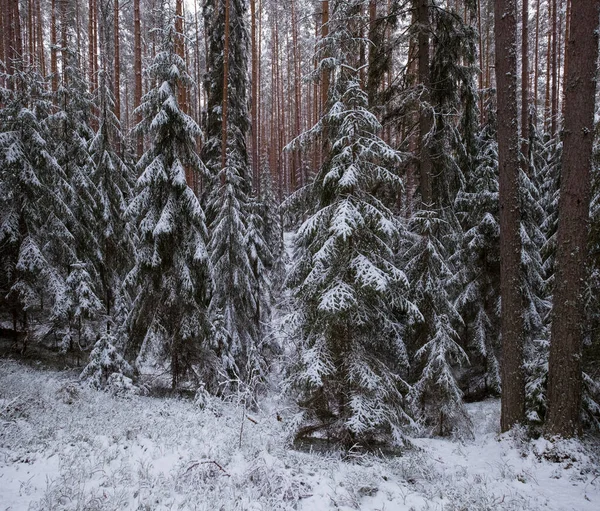 Las Choinki Śniegu Zimowych Opadach Śniegu Krajobraz — Zdjęcie stockowe