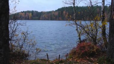 huş ağacı, Karelia Rusya 'nın sonbahar cumhuriyetinde kuzey gölünün kıyısında rüzgarda süzülen sarı yapraklarla kıvrılır.