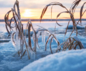 Ledová tráva na jezeře pod sněhem a ledem při východu slunce