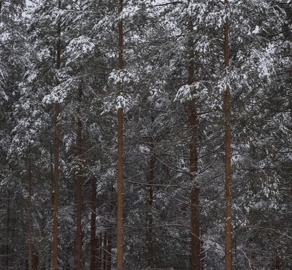 Fundo Textura Pinheiros Longos Vermelhos Neve Inverno — Fotografia de Stock