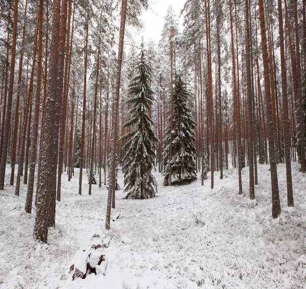 Zimowy Krajobraz Dwie Jodły Sosnowym Lesie — Zdjęcie stockowe