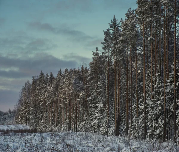 Borda Uma Floresta Nevada Inverno Noite — Fotografia de Stock