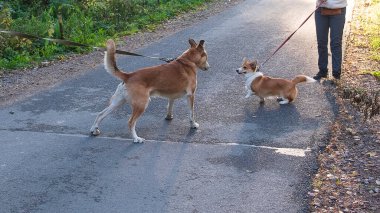 İki köpeğin çatışması, yolda bir erkek, bir Corgi ve tasmalı bir melez.
