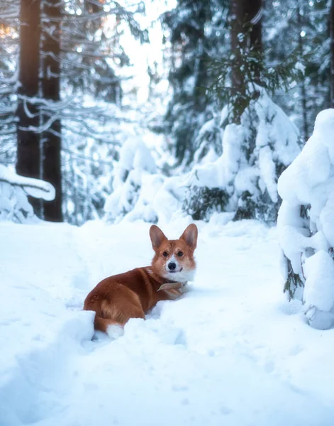 Симпатичний Червоний Валлійський Собака Цуценяти Йде Засніженій Стежці Тлі Морозного — стокове фото