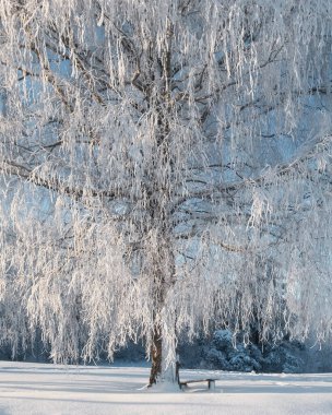 beautiful winter landscape. frozen tree on natural snowy background. winter season, cold frosty weather. new year and Christmas holiday concept.