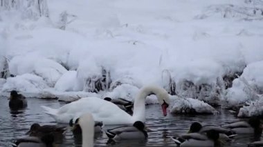 White swans in winter on a non freezing lake. Izborsk, Pskov region.