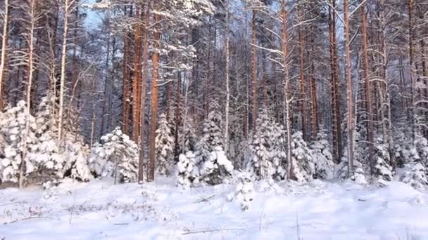Beautiful Winter Northern Fairytale Forest Covered Snow Snowfall — Vídeo de Stock