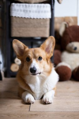 portrait of a pet red dog, pembroke welsh corgi, lying on the floor