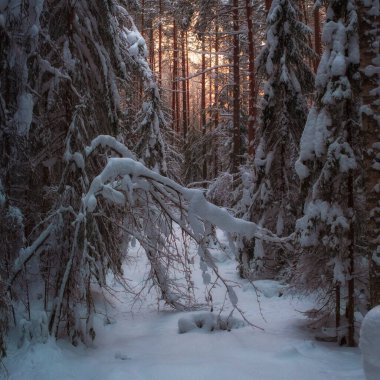 Sunset in thicket of the northern spruce forest, on a winter evening