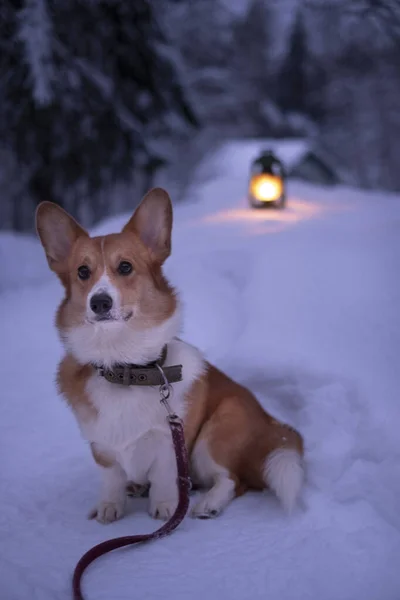 Funny Red Dog Corgi Village Winter Night Background Lamp — Foto Stock