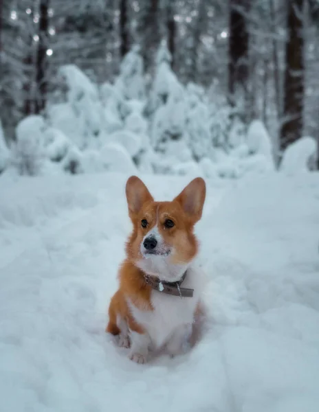 Funny Red Corgi Winter Forest Backdrop Snowy Firs — Foto Stock