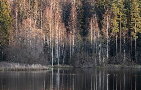 Autumn Forest Trees Reflected River Lake Autumn Forest — стоковое фото