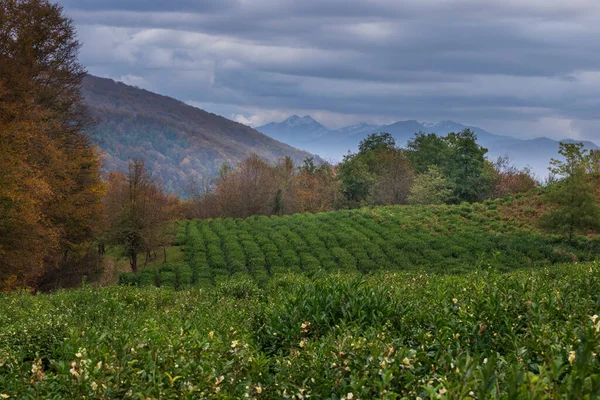 Beautiful Area Tea Plantations Foreground Tea Fall Tea Plantation Autumn — Foto de Stock