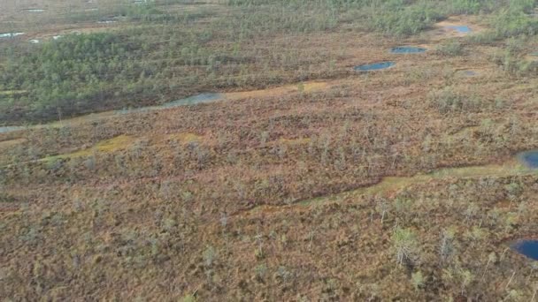 Flying Little Lakes Peat Bog Sunrise Aerial Shot Mshinsky Swamp — Stock Video