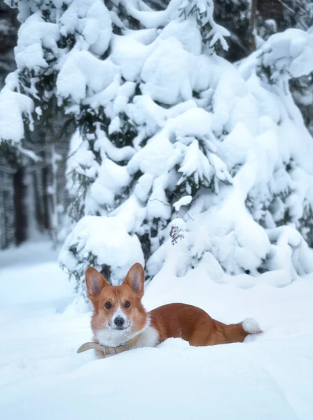 Cute Red Welsh Corgi Pembroke Puppy Dog Walking Snow Covered — Stock Photo, Image