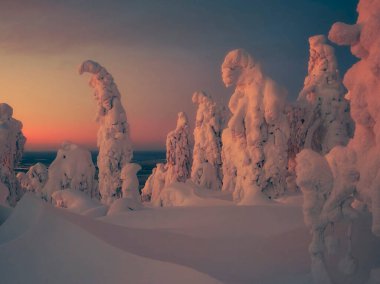 Perma Bölgesi 'ndeki Polyud Dağı' ndaki Lapon köpekleri. Gün batımında ağaçlarda bir sürü kar ve buz olur. Dağdan kış ormanına bakın.