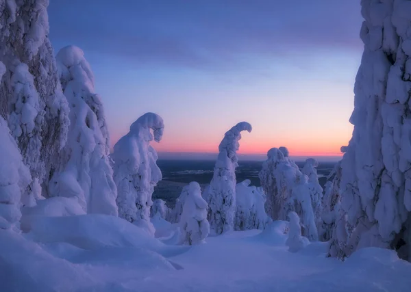 Lapplandtannen Auf Dem Berg Polyud Permer Gebiet Viel Schnee Und — Stockfoto