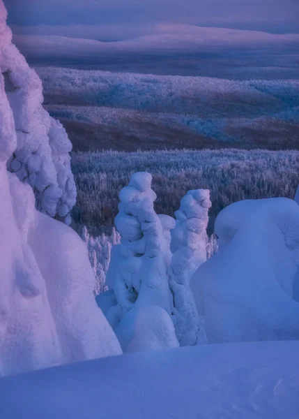 Sapins Laponie Sur Mont Polyud Dans Territoire Perm Beaucoup Neige — Photo