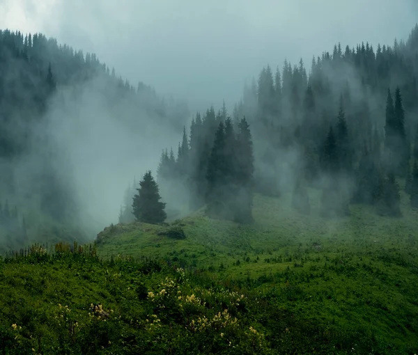 Uma Fumaça Saindo Uma Floresta Cheia Diferentes Tipos Plantas Verdes — Fotografia de Stock